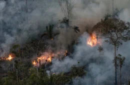 Delegado da PF diz que há indícios de ação coordenada em incêndios