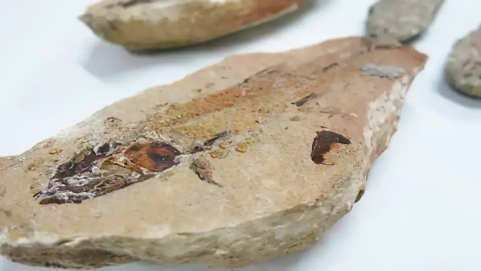 Fósseis com mais de 90 milhões de anos que estavam na França vão para museu no Ceará