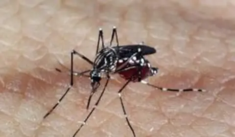 Surto de dengue no Brasil e América do Sul pode ser o pior da história, diz OMS
