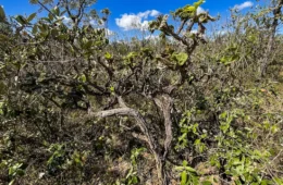 Cerrado: governo monta força-tarefa para conter desmatamento