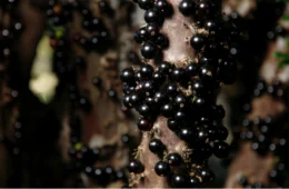 Jabuticaba é eleita a sétima melhor fruta do mundo; conheça principais benefícios
