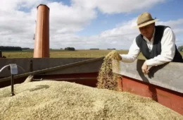 Governo autoriza compra de 1 milhão de toneladas de arroz