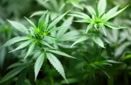 As Ruas. A Maconha. A decisão do STF