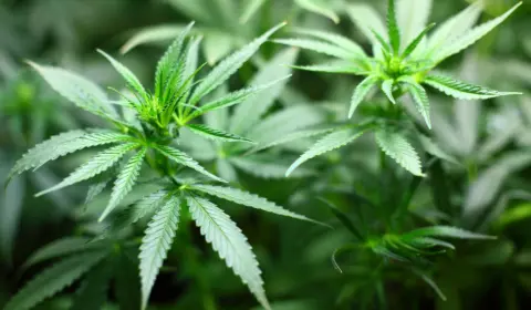 As Ruas. A Maconha. A decisão do STF