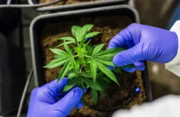 Maconha é droga mais usada do mundo, aponta relatório da ONU