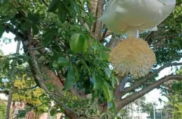 Projeto mapeia baobás, árvores símbolo do continente africano, no DF