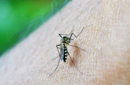Brasil tem 157% mais casos de dengue que no mesmo período de 2023