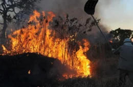 Agro e cidades do interior de SP consideram que incêndios vão ser recorrentes e preparam ações