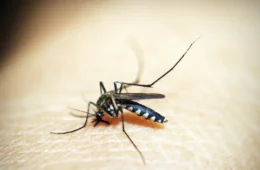 Mosquito é o animal que mais mata no mundo; veja os cuidados