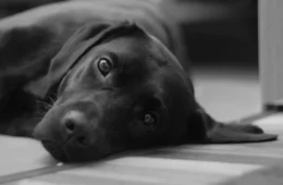 Seria lindo ver o labrador voltar a sorrir