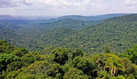 Saiba como títulos verdes possibilitam reflorestamento na Amazônia