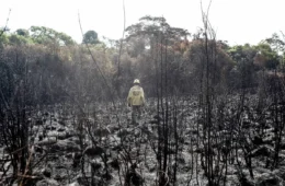 Fogo subterrâneo em Brasília dribla rios e mata árvores pela raiz