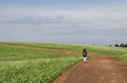 Os filhos doentes da agricultura brasileira