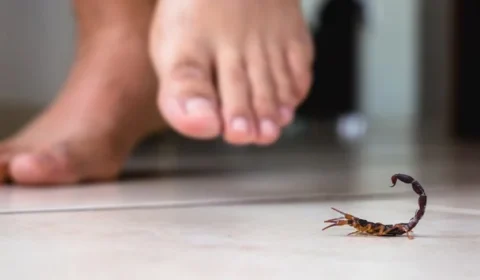 Acidentes com escorpiões cresceram 15% no último ano no Brasil