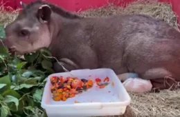 Anta resgatada de incêndio em Brasília queimou patas e inalou fumaça