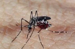 Governo antecipa plano de combate à dengue diante de mudanças climáticas