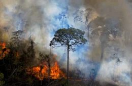 AM, MS e MT batem recorde de emissões de carbono por queimadas