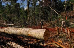 Maior ação de combate ao desmatamento da Mata Atlântica acontece em 17 estados
