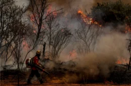 ‘O clima mudou, o Congresso também precisa mudar’, diz diretora da SOS Mata Atlântica
