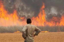 Incêndios no Brasil provocam onda de PLs sobre o tema, protocolados à distância
