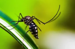 Método Wolbachia contra o Aedes agora mira cidades de Minas Gerais