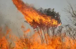 Brasil pode perder Pantanal caso cenário do aquecimento global não seja revertido, diz Marina Silva